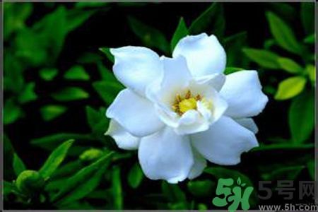 梔子花可以降血糖嗎？梔子花茶可以降血糖嗎？