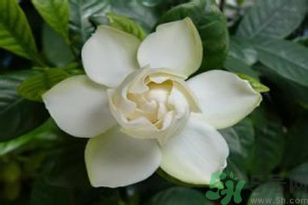 寶寶可以聞梔子花的味道嗎？寶寶聞梔子花的味道好嗎？