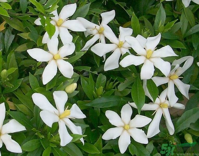梔子花的葉子為什么會(huì)發(fā)黃？梔子花的葉子發(fā)黃了怎么辦？
