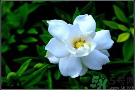 梔子花的葉子為什么會(huì)發(fā)黃？梔子花的葉子發(fā)黃了怎么辦？