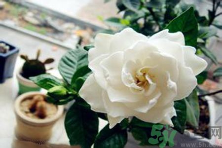 梔子花茶是熱性還是涼性？梔子花茶是涼性的嗎？