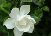梔子花可以安神嗎？梔子花可以治療失眠嗎？