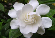 梔子花的葉子為什么會發(fā)黃？梔子花的葉子發(fā)黃了怎么辦？