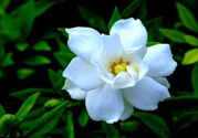 梔子花茶可以降血壓?jiǎn)?？梔子花泡水可以降血壓?jiǎn)幔?>
<p class=