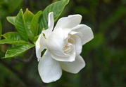 梔子花可以降血糖嗎？梔子花茶可以降血糖嗎？