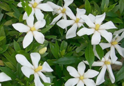梔子花茶是熱性還是涼性？梔子花茶是涼性的嗎？