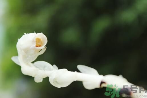 死亡之花可以吃嗎？死亡之花吃了會中毒嗎？