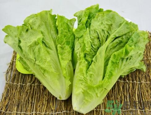 吃生菜會長斑嗎？吃生菜會造成長斑嗎？