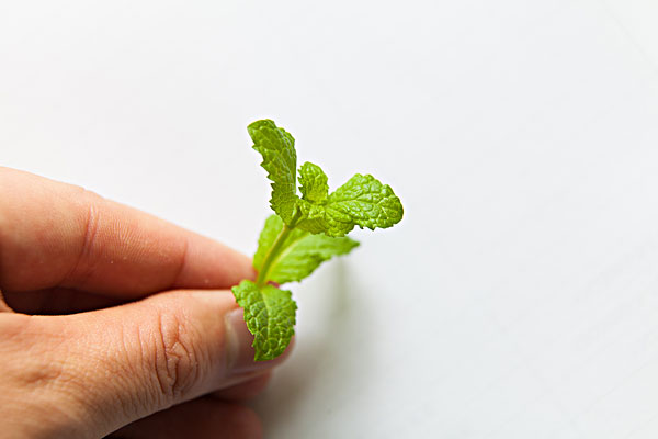 薄荷能治蕁麻疹嗎？蕁麻疹喝薄荷茶有用嗎？