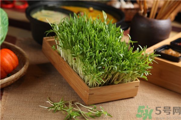 空心菜是菠菜嗎？空心菜是不是菠菜？