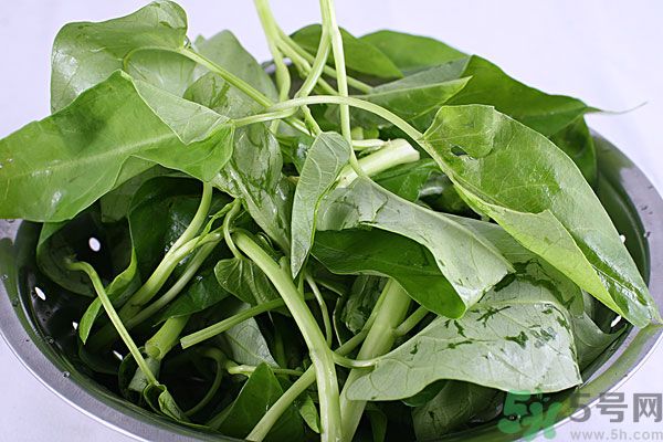 空心菜是菠菜嗎？空心菜是不是菠菜？