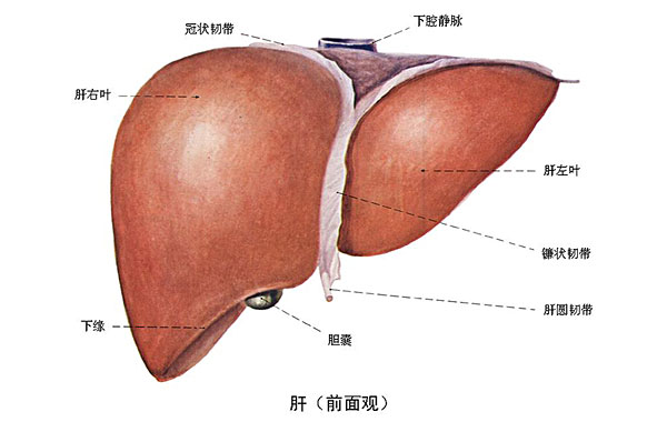 臉上長痘能吃南瓜嗎？臉上長痘吃南瓜好不好？