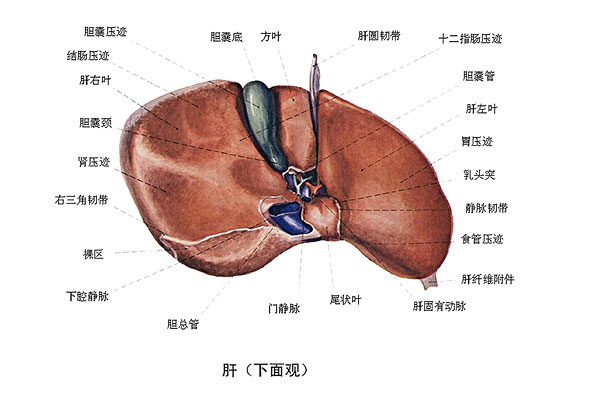 臉上長痘能吃南瓜嗎？臉上長痘吃南瓜好不好？