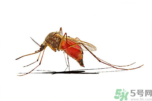 點(diǎn)蚊香為什么還有蚊子？為什么點(diǎn)蚊香沒有用了？