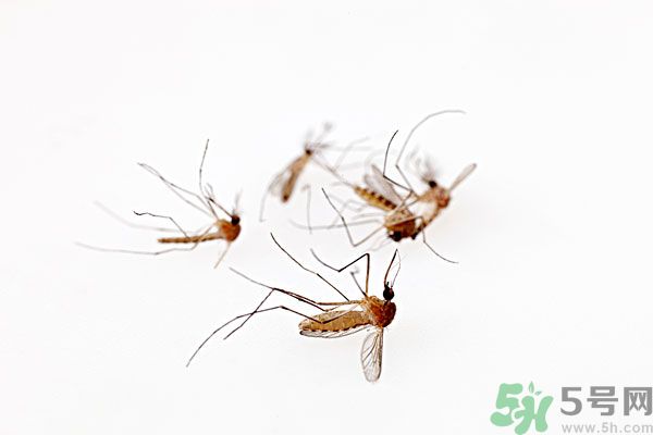 點(diǎn)蚊香為什么還有蚊子？為什么點(diǎn)蚊香沒(méi)有用了？
