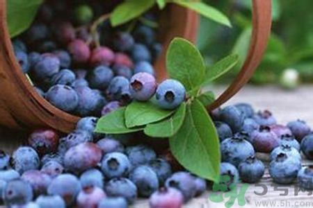 藍莓是不是發(fā)物？藍莓是發(fā)物嗎？