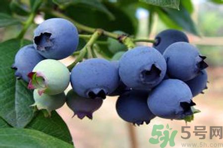 藍莓上面的白色的東西是什么？藍莓上面的白色的東西可以吃嗎？