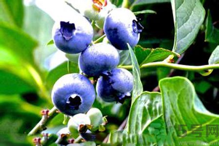 藍(lán)莓有籽嗎？藍(lán)莓籽是藍(lán)莓的種子嗎？