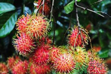 紅毛丹的殼可以吃嗎？紅毛丹的皮可以吃嗎？