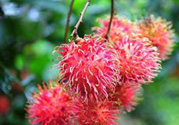 寶寶可以吃紅毛丹嗎？寶寶多大了可以吃紅毛丹？