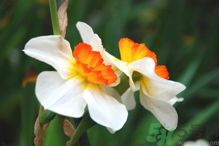 父親節(jié)送什么花好？父親節(jié)送什么花？