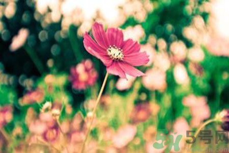 父親節(jié)送什么花好？父親節(jié)送什么花？