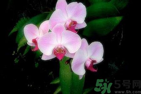父親節(jié)送什么花好？父親節(jié)送什么花？