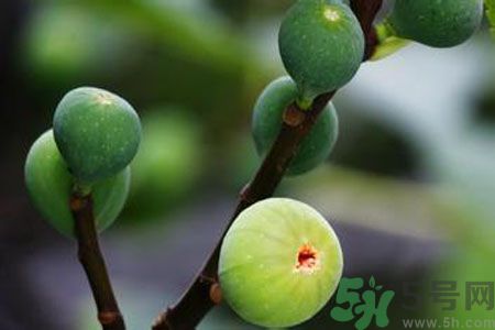 無(wú)花果是酸性還是堿性？無(wú)花果是堿性嗎？
