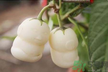 人參果是發(fā)物嗎？人參果是不是發(fā)物？