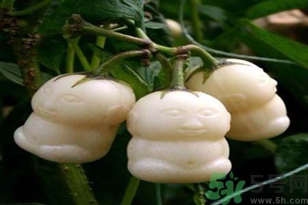 哺乳期可以吃人參果嗎？哺乳期吃人參果好嗎？