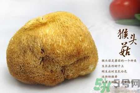 猴頭菇是熱性還是涼性？猴頭菇是熱性嗎？