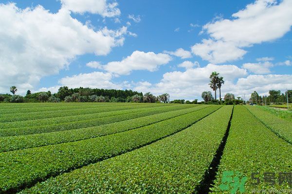 綠茶可以去黑眼圈嗎？綠茶去黑眼圈的方法