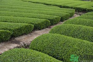 綠茶可以去黑眼圈嗎？綠茶去黑眼圈的方法