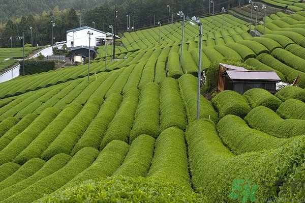 綠茶可以去黑眼圈嗎？綠茶去黑眼圈的方法