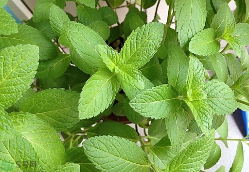 薄荷能美白嗎？薄荷有什么功效和作用？