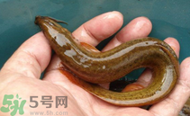 泥鰍死了還能吃嗎？死泥鰍能不能吃？