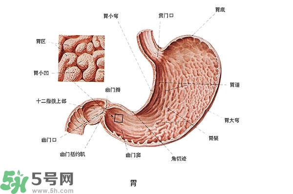 防胃癌的食物有哪些？多吃什么預(yù)防胃癌？