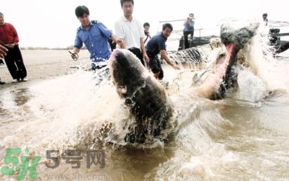 發(fā)洪水怎么抓魚？發(fā)洪水時(shí)的抓魚方法