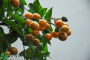 孕婦能吃黃皮果嗎？孕婦吃黃皮果好嗎？