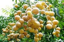 黃皮果果核可以吃嗎？黃皮果果核有什么功效？