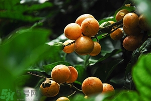 孕婦能吃黃皮果嗎？孕婦吃黃皮果好嗎？