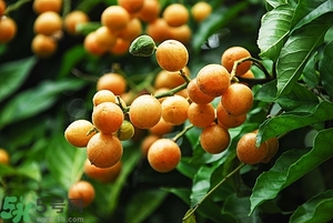 孕婦能吃黃皮果嗎？孕婦吃黃皮果好嗎？