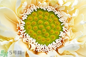 蓮蓬是什么東西？蓮蓬是什么顏色的？