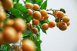 孕婦能吃黃皮果嗎？孕婦吃黃皮果好嗎？