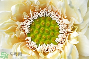 蓮蓬是什么東西？蓮蓬是什么顏色的？