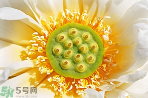 蓮蓬可以多吃嗎？蓮子吃多了會怎樣？