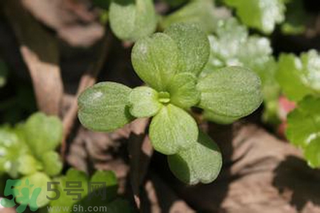 馬齒莧是不是發(fā)物？馬齒莧是發(fā)物嗎？