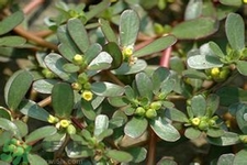 馬齒莧是不是發(fā)物？馬齒莧是發(fā)物嗎？