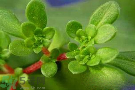馬齒莧是不是發(fā)物？馬齒莧是發(fā)物嗎？