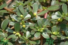 馬齒莧是酸性還是堿性？馬齒莧是堿性嗎？